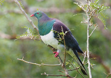 Load image into Gallery viewer, BIRD KERERU