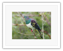 Load image into Gallery viewer, BIRD KERERU