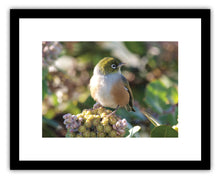 Load image into Gallery viewer, BIRD SILVEREYE