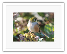 Load image into Gallery viewer, BIRD SILVEREYE