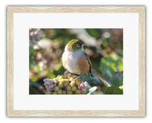 Load image into Gallery viewer, BIRD SILVEREYE
