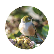 Load image into Gallery viewer, BIRD SILVEREYE