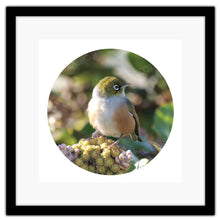 Load image into Gallery viewer, BIRD SILVEREYE