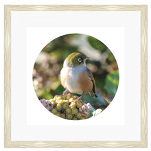 Load image into Gallery viewer, BIRD SILVEREYE