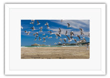 Load image into Gallery viewer, CASTLEPOINT SEAGULLS