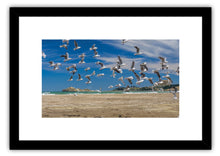 Load image into Gallery viewer, CASTLEPOINT SEAGULLS