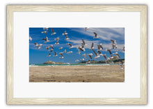 Load image into Gallery viewer, CASTLEPOINT SEAGULLS