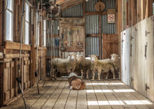 Load image into Gallery viewer, SHEARING SHED WAIATA