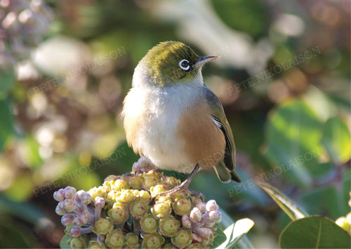 BIRD SILVEREYE