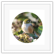 Load image into Gallery viewer, BIRD SILVEREYE