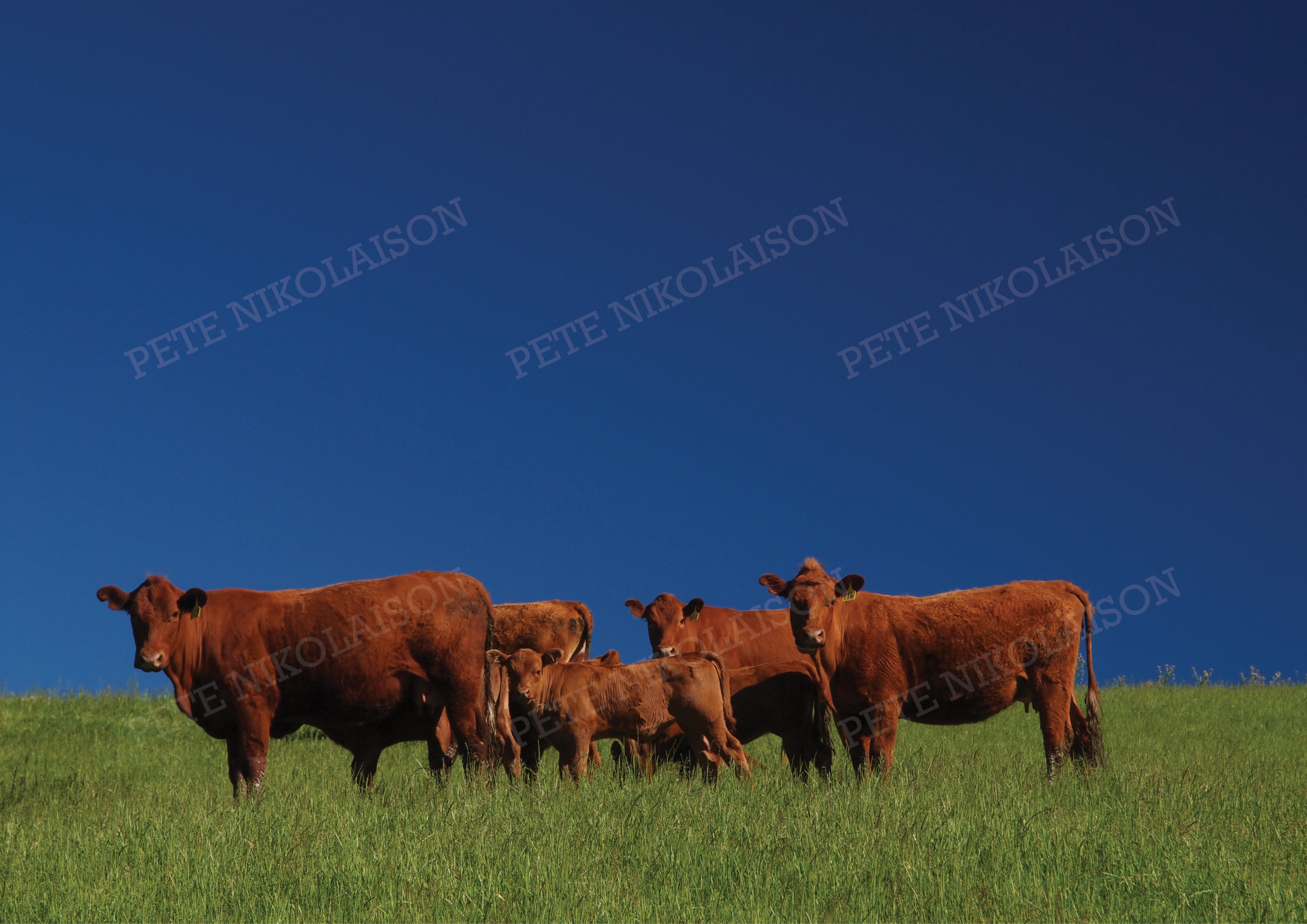 FAMILY OF CATTLE