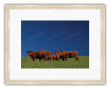 Load image into Gallery viewer, FAMILY OF CATTLE