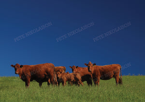 FAMILY OF CATTLE