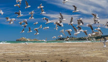 Load image into Gallery viewer, CASTLEPOINT SEAGULLS